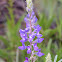 Silvery lupine