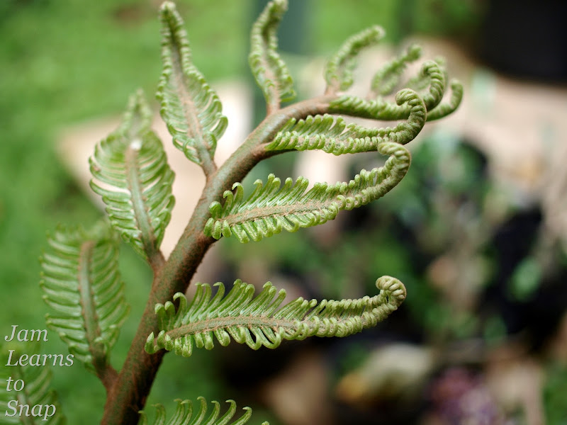 fern, plant, green, photography, macro, aperture