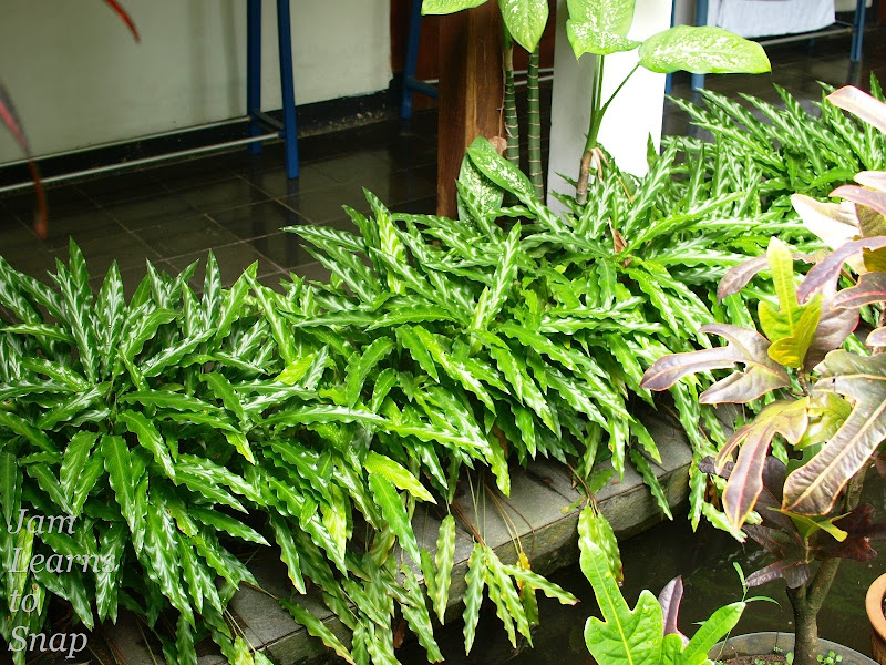 green, nature, plant