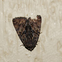 Moth