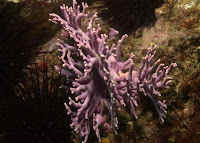 Santa_Cruz_August_2009_3095.JPG