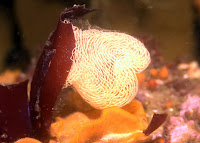 Santa_Cruz_August_2009_3351.JPG