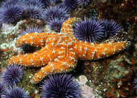Anacapa_Photo_Cert_August_2009_3504.JPG