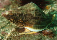 Anacapa_Photo_Cert_August_2009_3530.JPG