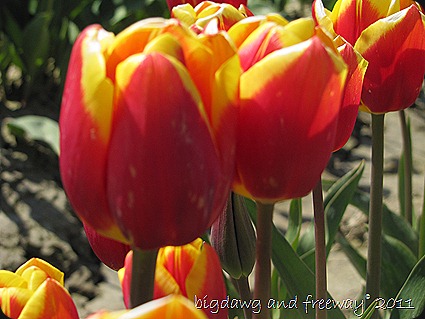 IMG_5747 IMG_5747