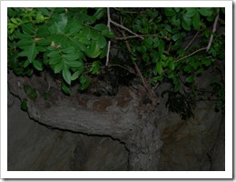 DSCN0026