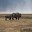 safari_2708.JPG