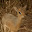 safari_3028.JPG