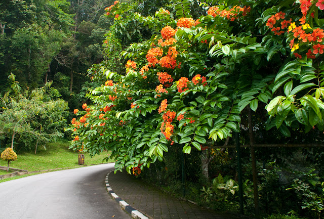 Penang Hill и Ботанический сад