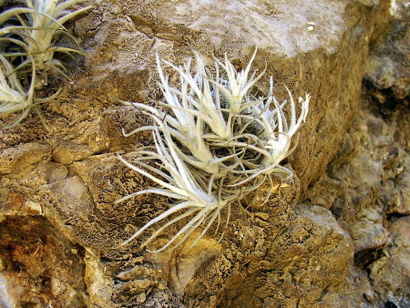 Tillandsia a természetben Tillandsia a természetben