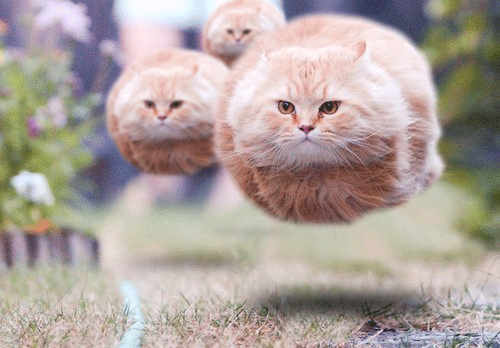 http://lh5.ggpht.com/_BRMr2D3unLI/TAqU5tn4cnI/AAAAAAAAAJ4/-1J0nJ73L4I/s800/hovercatsquad.gif