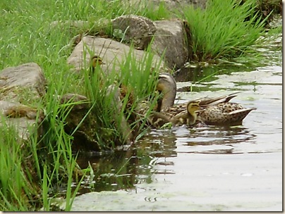 May2010 021