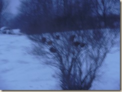 Dec2009 054