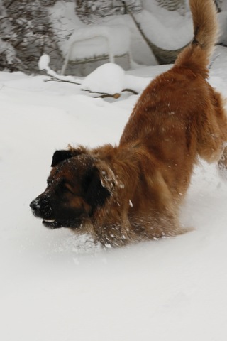 [Lovis i snö 1[3].jpg]