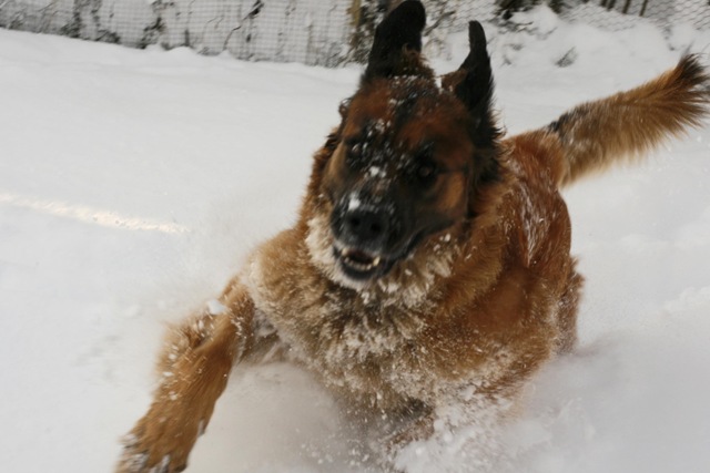 [Lovis i snö 5[4].jpg]