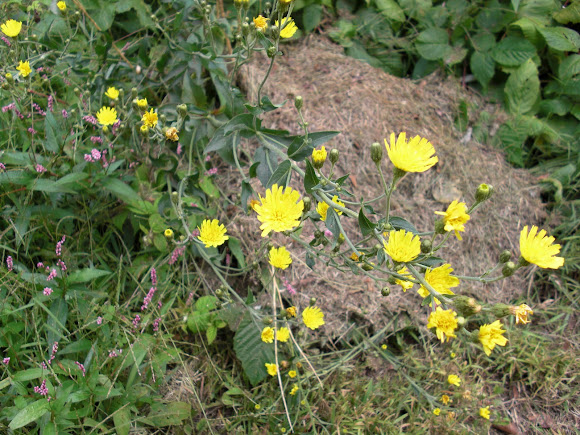 Spotting Image 1