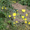 Hawkweed