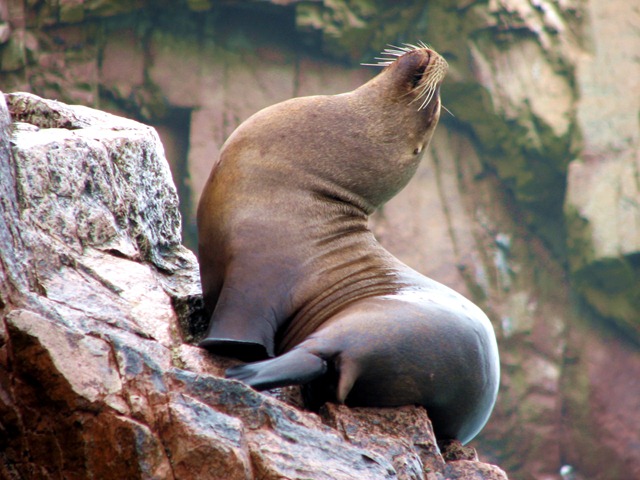[paracas0737.jpg]