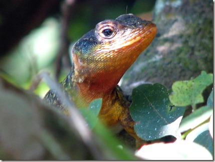 iguazu 042