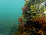 djursland2