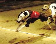 [Greyhound_Greenside_Wonder-_3[4].jpg]