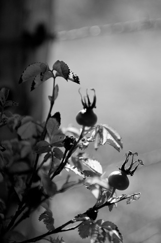 [B&W-6[2].jpg]