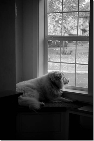 Sam dog-1