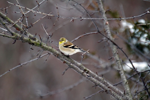 [IMG_1824 Little Yellow Bird.jpg]