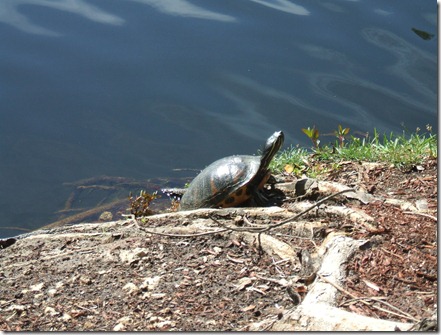 Turtle at Hyatt Regency Bonaventure