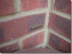 Catapillar 001