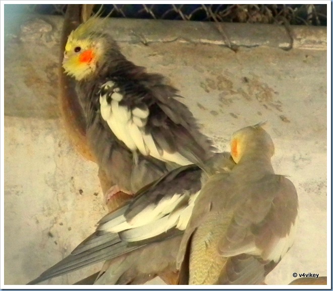 Cockatiel Bird