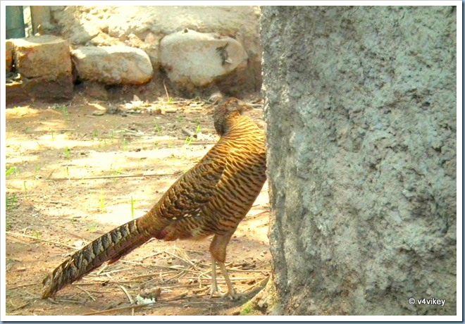 Long-Tailed Cuckoo