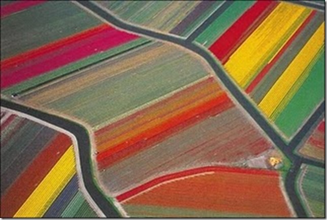 tulip-fields1