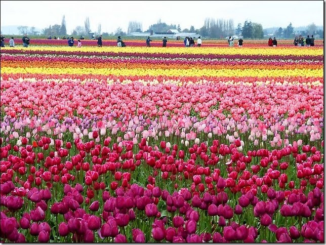 tulip-fields8