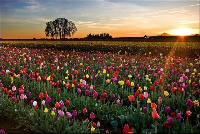[tulip-fields15[3].jpg]