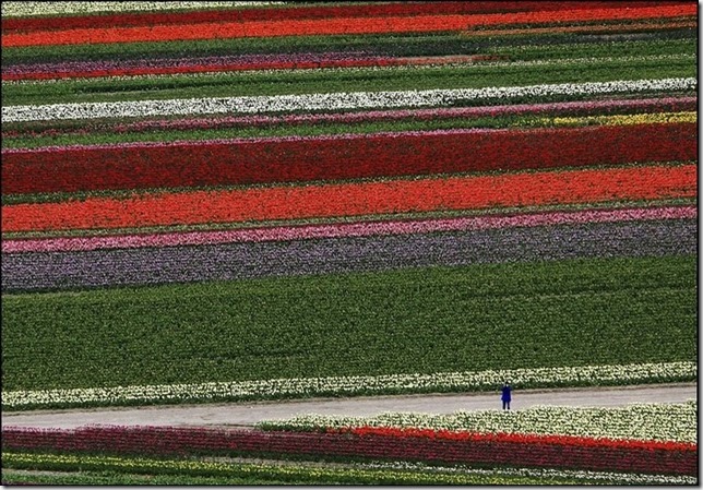tulip-fields19