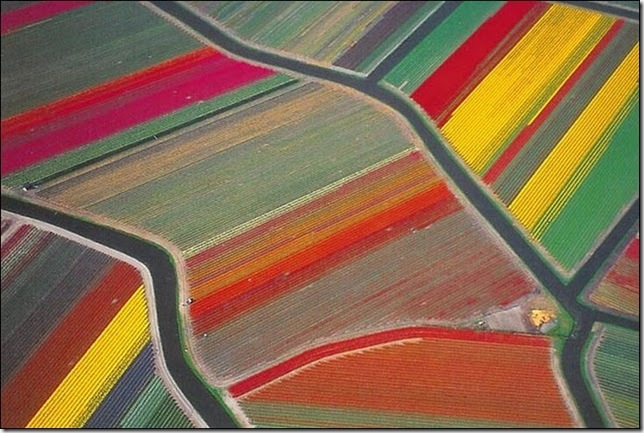 tulip-fields30