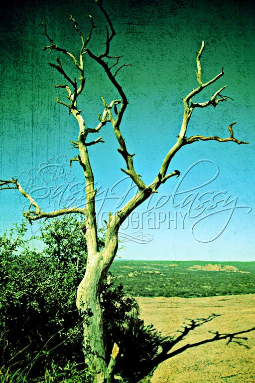 Tree2