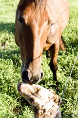 Horse56