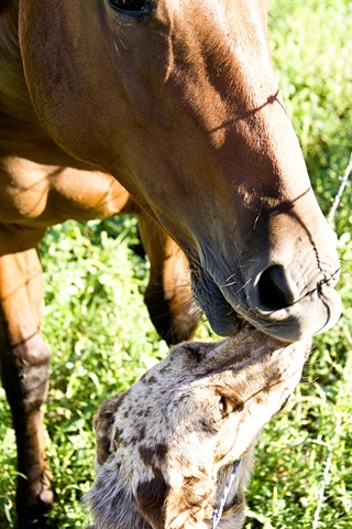 horse55