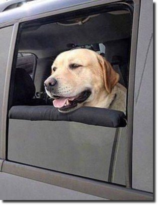 [cachorro_na_porta_do_carro[7].jpg]