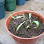 sjmitche's Greenhouse garden