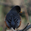 American Robin
