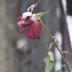 DSC_0191.jpg