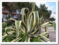 يفية تربية و زراعة الصبارات والعناية بها Cactuses  %27%2C%27A_thumb%5B2%5D