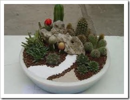 يفية تربية و زراعة الصبارات والعناية بها Cactuses  73_thumb%5B3%5D