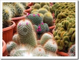 يفية تربية و زراعة الصبارات والعناية بها Cactuses  72_thumb%5B7%5D