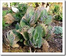 يفية تربية و زراعة الصبارات والعناية بها Cactuses  Kalanchoe%20marmorata_thumb%5B2%5D