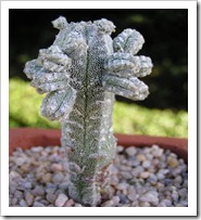 يفية تربية و زراعة الصبارات والعناية بها Cactuses  P1010158qg5_thumb%5B3%5D