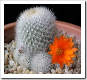 يفية تربية و زراعة الصبارات والعناية بها Cactuses  Rebutiamuscula1_thumb%5B3%5D